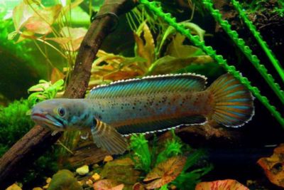 雷龍魚是冷水還是熱帶魚：雷龍魚是一種生活在淡水中的熱帶魚，而不是熱帶魚 龍魚百科 第5張