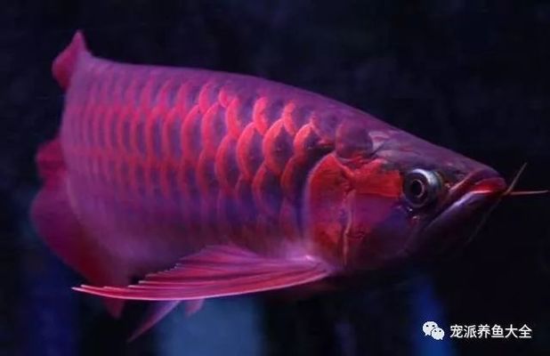 龍魚剛買為什么不能喂食：為什么剛買回來的龍魚不能立即喂食 龍魚百科 第1張