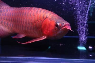 紅龍魚(yú)什么底色最好看：如何養(yǎng)護(hù)紅龍魚(yú)提高發(fā)色，紅龍魚(yú)底色搭配水草指南 龍魚(yú)百科 第2張