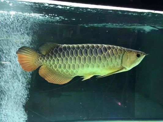 金頭過背金龍魚20厘米：金頭過背金龍魚價(jià)格 龍魚百科 第2張