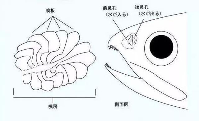 龍魚缸品牌十大排名榜：龍魚缸十大品牌十大品牌評測 水族問答 第1張