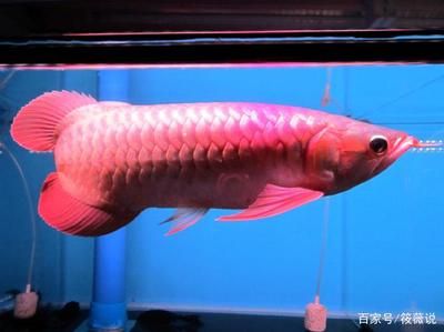 紅龍魚幼魚：紅龍魚幼魚的飼養(yǎng)技巧 龍魚百科 第5張