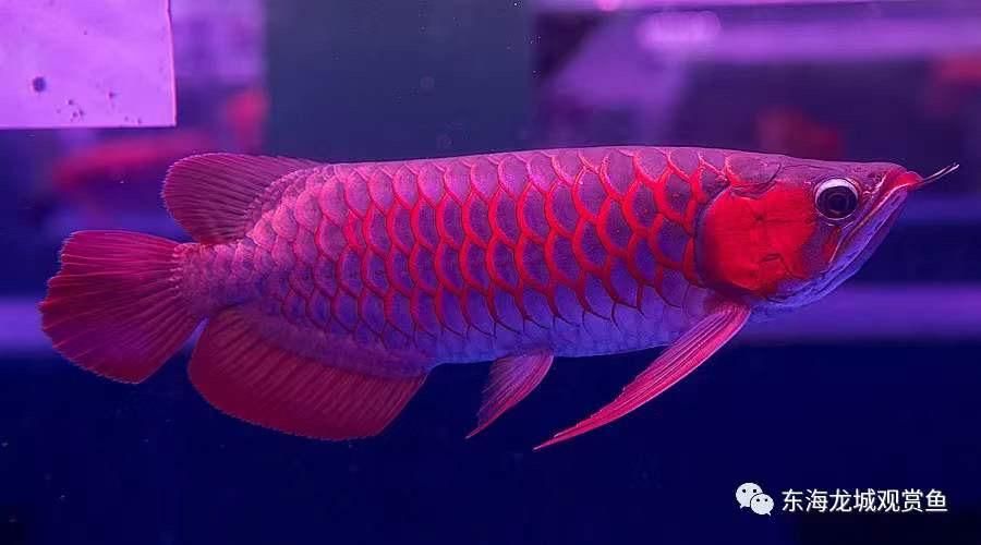 紅龍魚幼魚：紅龍魚幼魚的飼養(yǎng)技巧 龍魚百科 第4張