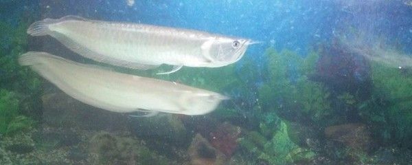 銀龍魚活餌安全處理方法：銀龍魚活餌的安全處理方法