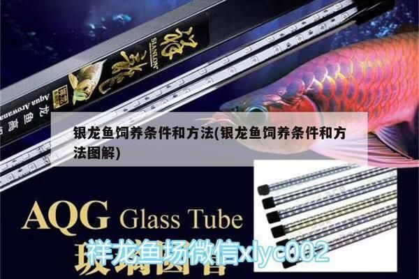 銀龍魚活餌安全處理方法：銀龍魚活餌的安全處理方法 龍魚百科 第5張