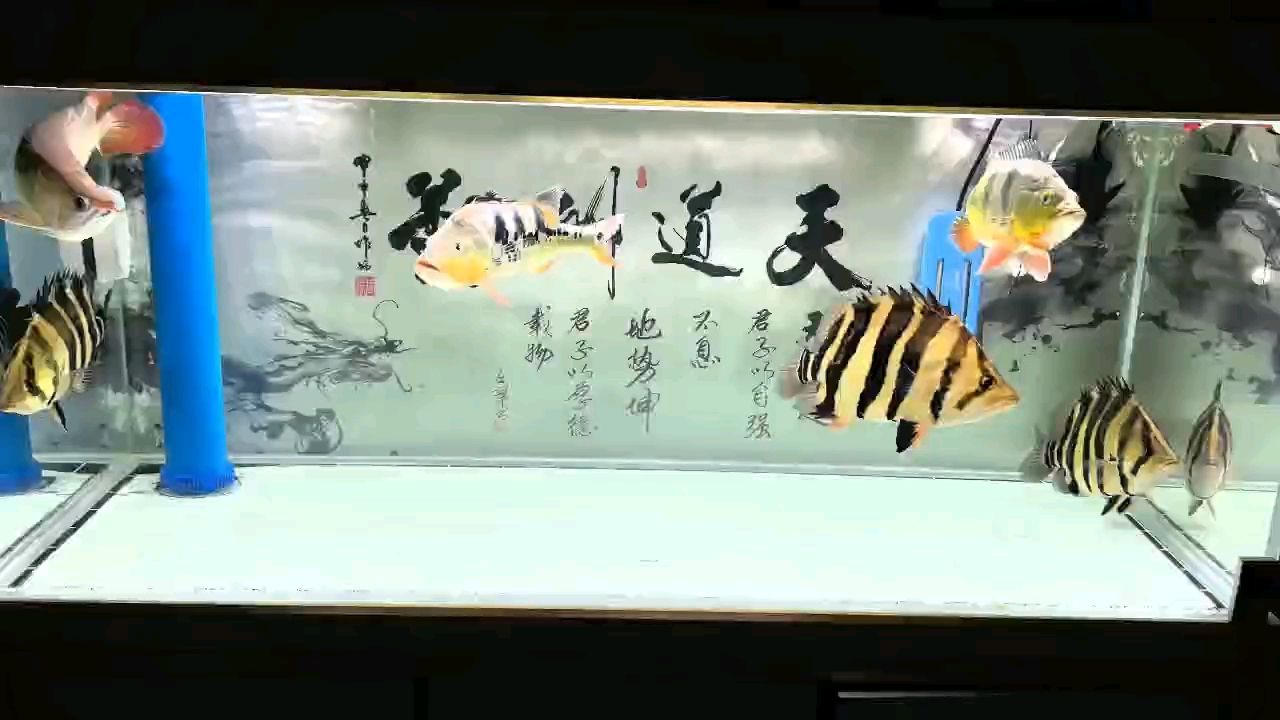 飄逸：“飄逸”一詞的演變 觀賞魚(yú)論壇