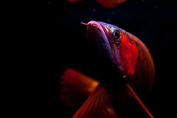 龍魚缸水變綠是什么原因造成的：如果龍魚缸的水變綠了，對水質(zhì)和魚類有什么影響嗎？ 水族問答 第2張