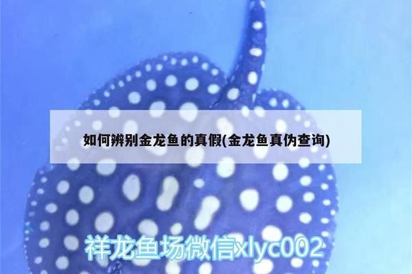 金龍魚怎么查真假：如何辨別金龍魚產品 龍魚百科 第2張