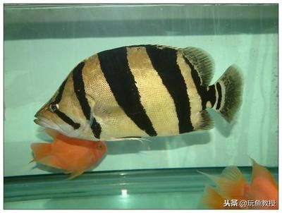 龍魚(yú)吃了清道夫會(huì)死嗎：龍魚(yú)吃了清道夫會(huì)死亡嗎？ 龍魚(yú)百科 第4張