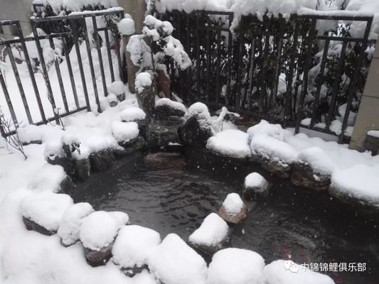 龍魚缸貼什么背景紙好看：關(guān)于龍魚缸貼背景紙的問題 水族問答 第2張