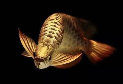 龍魚虎斑紋：龍魚虎斑紋的生物學(xué)特征 龍魚百科 第2張