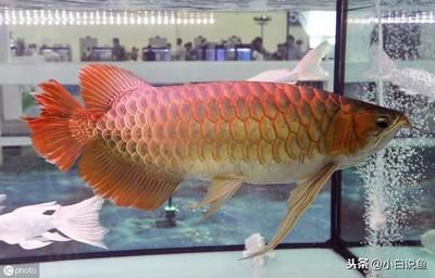 龍魚(yú)怎樣麻醉喂食的：龍魚(yú)麻醉后喂食的注意事項(xiàng) 龍魚(yú)百科 第1張