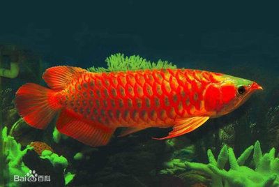 金龍魚(yú)紅色好還是金色好：金龍魚(yú)紅色和金色哪個(gè)更好 龍魚(yú)百科 第5張