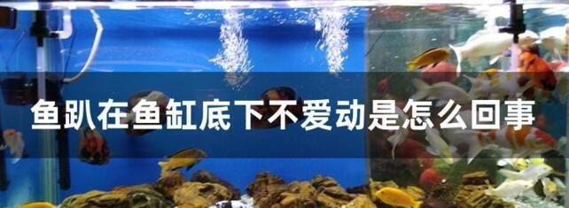 龍魚一直在缸底游動(dòng)正常嗎：如何判斷龍魚在魚缸底部游動(dòng)是否正常 龍魚百科 第5張