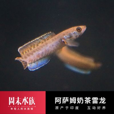 奶茶雷龍魚怎么分公母：奶茶雷龍魚公母之間的外觀差異主要體現(xiàn)在以下幾個(gè)方面 龍魚百科 第4張