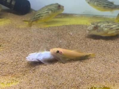 斑馬狗頭魚繁殖期餌料選擇：斑馬狗頭魚的繁殖期餌料選擇對于確保繁殖成功和仔魚健康成長至關(guān)重要 龍魚百科 第3張