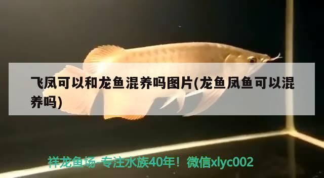 龍魚和鳳魚可以一起喂食嗎 龍魚百科 第4張