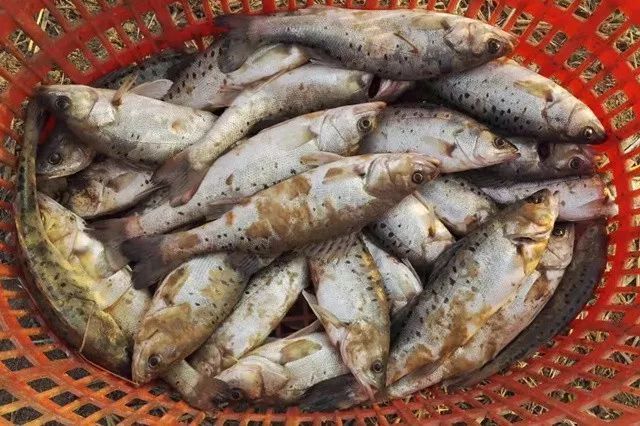 龍魚最愛吃什么飼料：龍魚最愛吃什么飼料，龍魚飼料品牌推薦， 龍魚百科 第1張