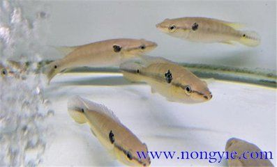 孔雀龍魚能長(zhǎng)多大：孔雀龍魚養(yǎng)殖技巧分享