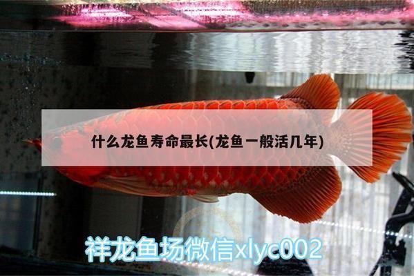 什么龍魚(yú)壽命最長(zhǎng)：金龍魚(yú)是壽命最長(zhǎng)的龍魚(yú)品種之一 龍魚(yú)百科 第2張