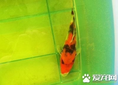 龍魚(yú)缸用多大的水泵：什么樣的水泵最適合我的龍魚(yú)缸？ 水族問(wèn)答 第2張