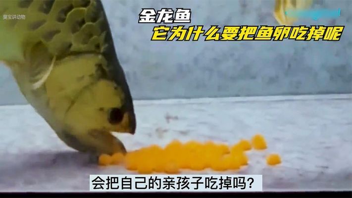 金龍魚魚卵怎么孵化出來：金龍魚卵的孵化步驟和注意事項 龍魚百科 第3張