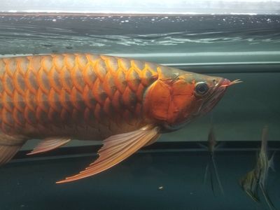 龍魚掉眼修復(fù)多少錢：龍魚掉眼修復(fù)的費(fèi)用和手術(shù)方案龍魚掉眼修復(fù)的費(fèi)用因素 龍魚百科 第3張