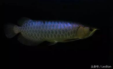 過(guò)背金龍魚(yú)用什么顏色背景畫(huà)：過(guò)背金龍魚(yú)的背景顏色怎么選擇