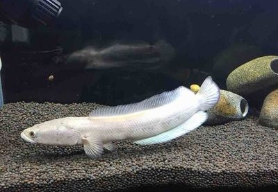 雷龍魚那個(gè)品種最?。鹤钚〉睦堲~品種 龍魚百科 第1張