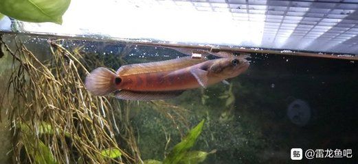 雷龍魚那個(gè)品種最?。鹤钚〉睦堲~品種 龍魚百科 第4張