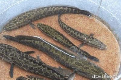 雷龍魚那個(gè)品種最?。鹤钚〉睦堲~品種 龍魚百科 第2張