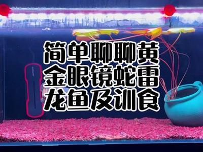 雷龍魚訓食飼料：雷龍魚的訓食飼料種類、喂養(yǎng)方法和注意事項介紹 龍魚百科 第4張