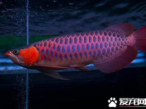 紅龍魚(yú)喂了三年大麥蟲(chóng)：紅龍魚(yú)營(yíng)養(yǎng)均衡飲食方案 龍魚(yú)百科 第1張