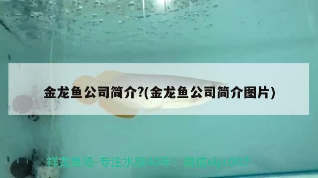 金龍魚為啥是中國品牌：金龍魚在中國市場上的廣泛認知和深入推廣使其被誤認為是“中國品牌” 龍魚百科 第5張