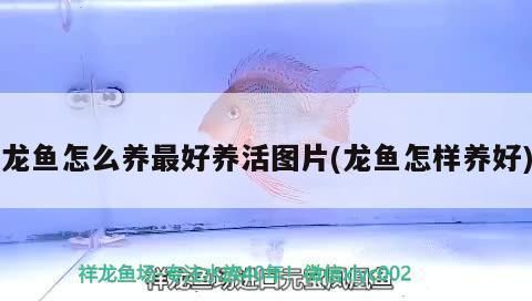 龍魚應(yīng)該怎么養(yǎng)才好看：龍魚最佳觀賞角度，龍魚色彩鮮艷秘訣 龍魚百科 第2張