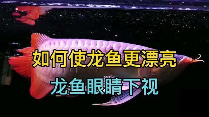 龍魚應(yīng)該怎么養(yǎng)才好看：龍魚最佳觀賞角度，龍魚色彩鮮艷秘訣 龍魚百科 第3張