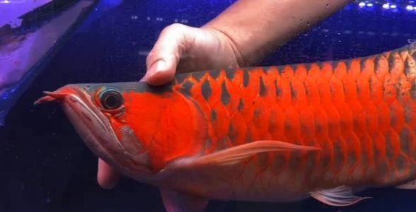 龍魚缸怎么布置好看：如何布置龍魚缸？ 水族問答 第2張