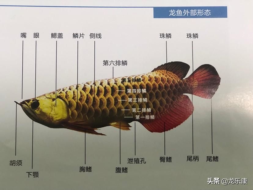 龍魚的分類和區(qū)分：龍魚分類和區(qū)分不同種類的龍魚,紅龍與青龍的區(qū)別 龍魚百科 第2張