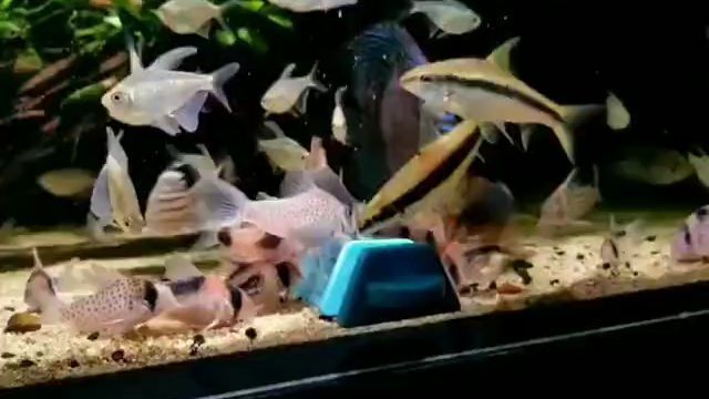 龍魚缸長綠藻怎么辦：如何處理龍魚缸中長綠藻的問題 水族問答 第2張