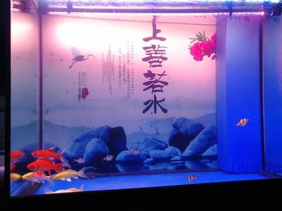 龍魚缸怎么開缸快：龍魚缸開缸時(shí)需要特別注意水質(zhì)和環(huán)境,龍魚缸過(guò)濾系統(tǒng)維護(hù)要點(diǎn) 龍魚百科 第5張