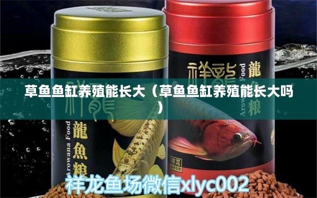 銀古魚苗養(yǎng)殖氧氣管理策略：銀古魚苗氧氣管理策略 龍魚百科 第5張