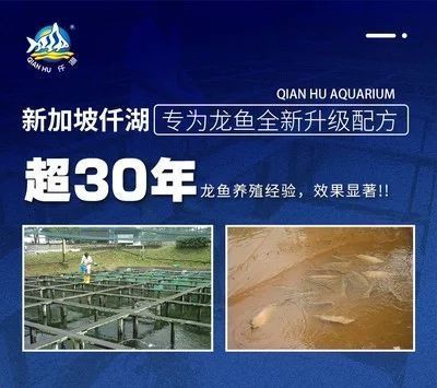 白金龍魚生活在哪里最好 龍魚百科 第5張