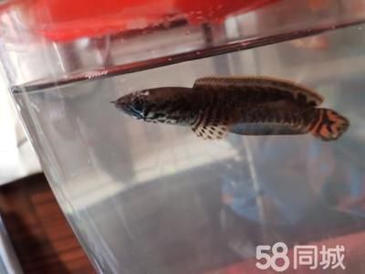 雷龍魚用什么缸養(yǎng)：關于雷龍魚飼養(yǎng)缸的選擇 龍魚百科 第4張