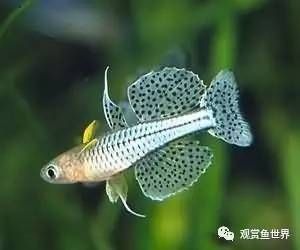 龍魚跟虎魚尺寸怎么搭配：龍魚與虎魚的搭配方式 水族問答 第2張