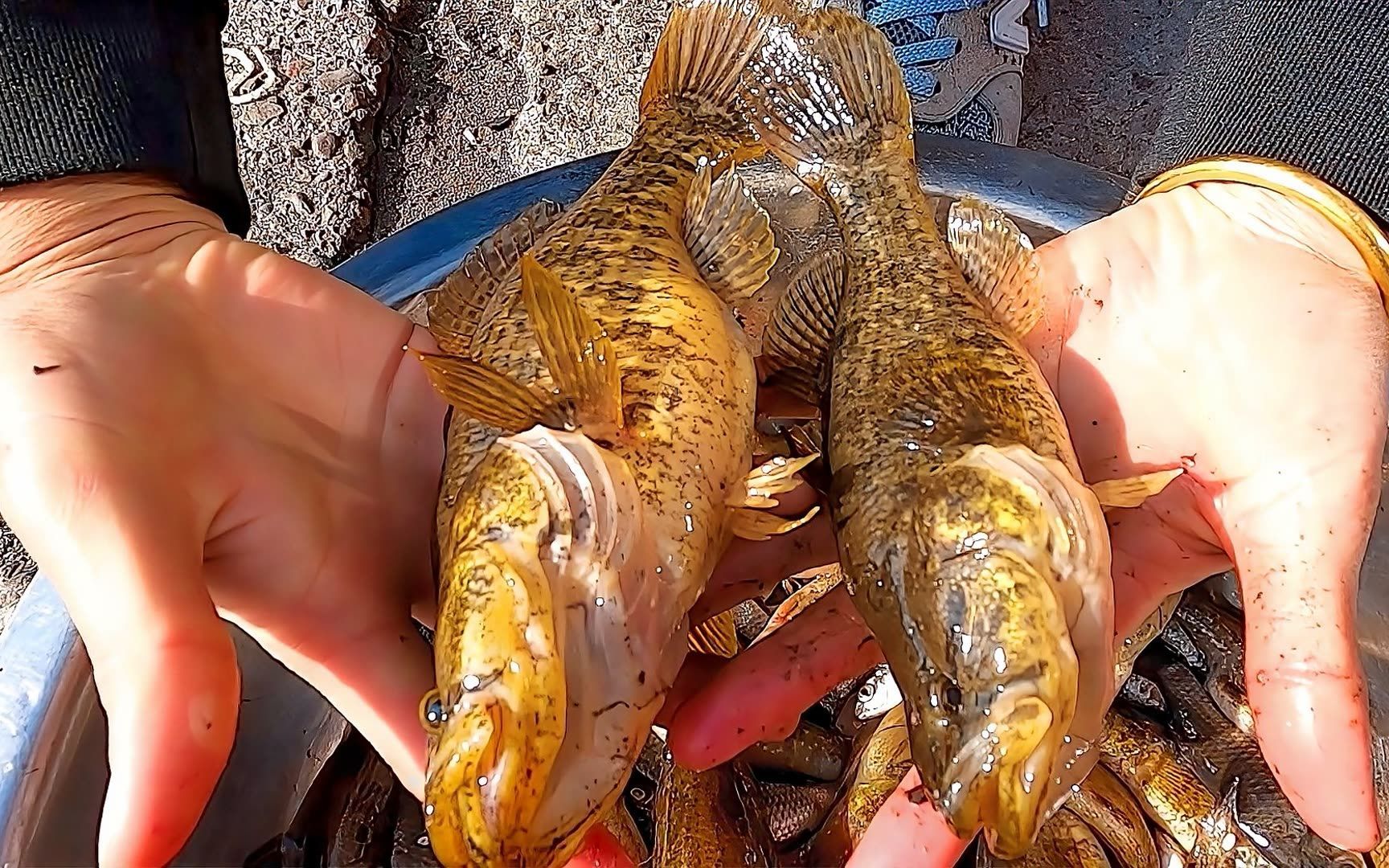 金龍魚(yú)老頭魚(yú)：金龍魚(yú)與老頭魚(yú)價(jià)格對(duì)比， 龍魚(yú)百科 第5張