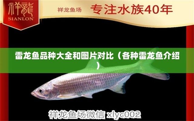 各種雷龍魚介紹大全：雷龍魚品種顏色對比圖鑒,雷龍魚市場價格走勢分析 龍魚百科 第4張