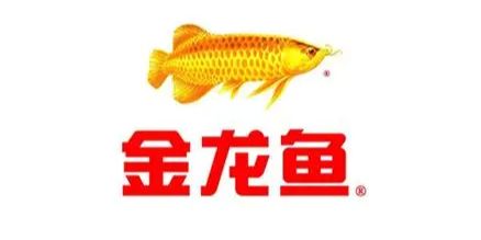 金龍魚一年利潤多少：金龍魚一年的利潤約為10億人民幣 龍魚百科 第4張