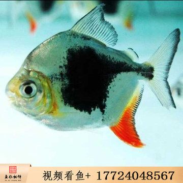 龍魚魚友群：龍魚魚友群交流平臺 龍魚百科 第1張