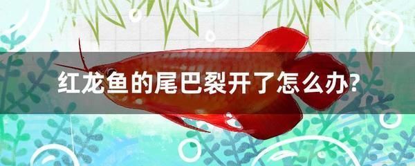 金龍魚休息是什么狀態(tài)：關(guān)于金龍魚休息狀態(tài)的詳細(xì)信息 龍魚百科 第3張