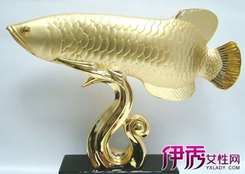 金龍魚(yú)哪種最貴：金龍魚(yú)中最貴的品種和價(jià)格因地域、大小、品質(zhì)等因素不同